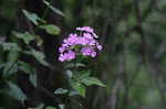 Fall phlox